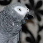 African Grey Parrot Biting