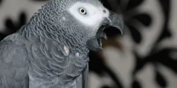 African Grey Parrot Biting