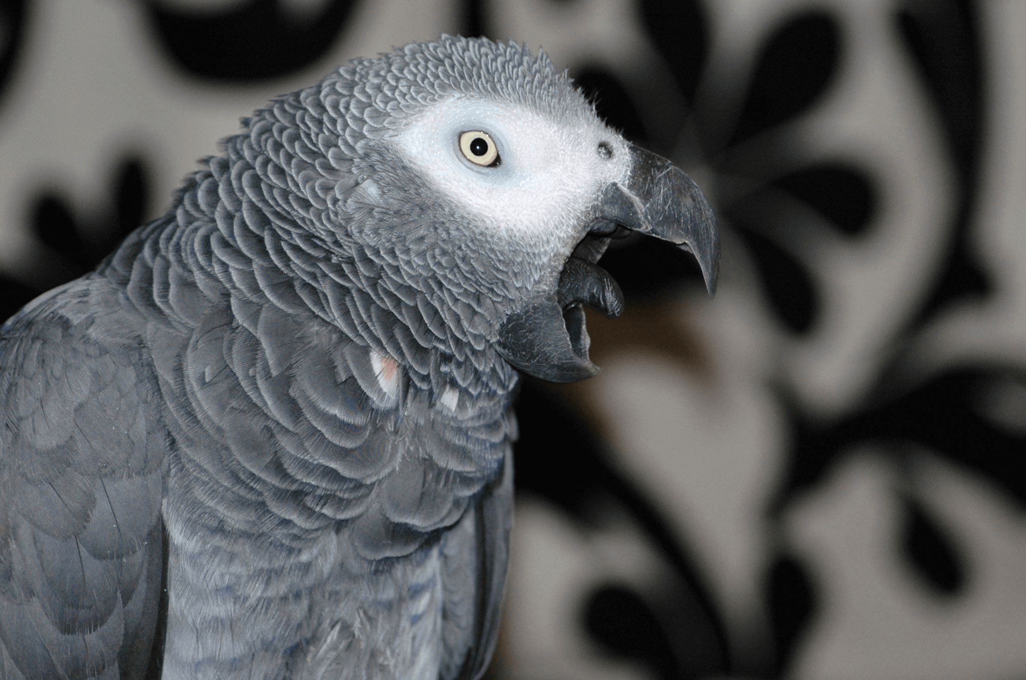 African Grey Parrot Biting
