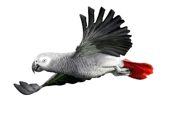 Congo Grey Parrots