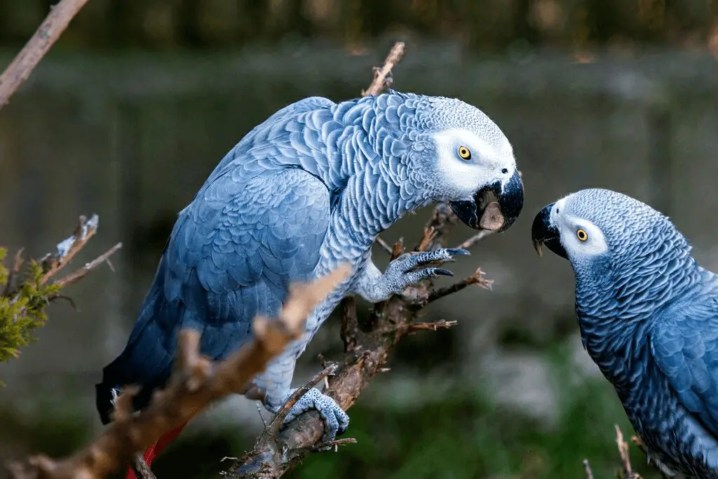 African Grey parrot Behavior