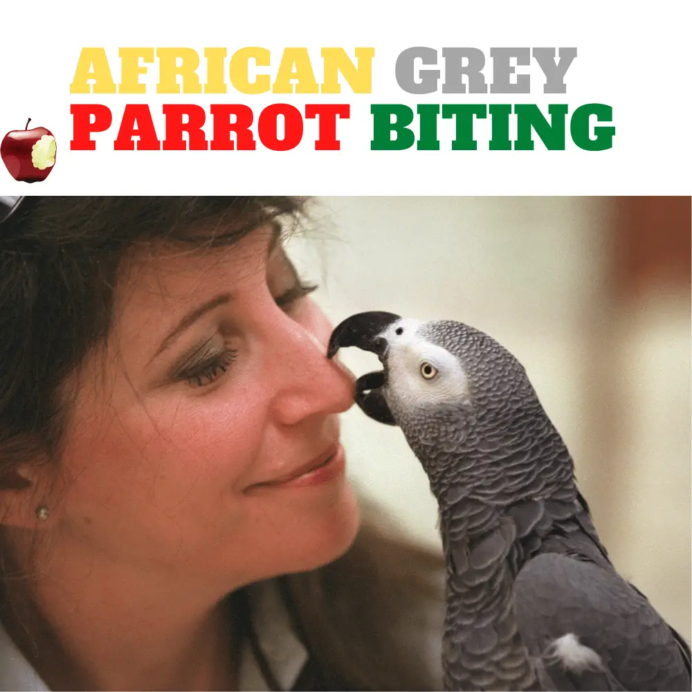 African grey biting