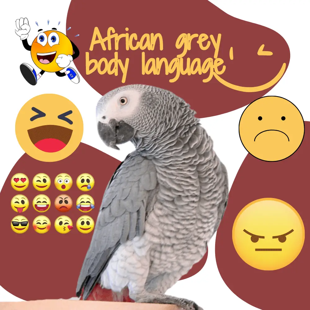 African grey body language