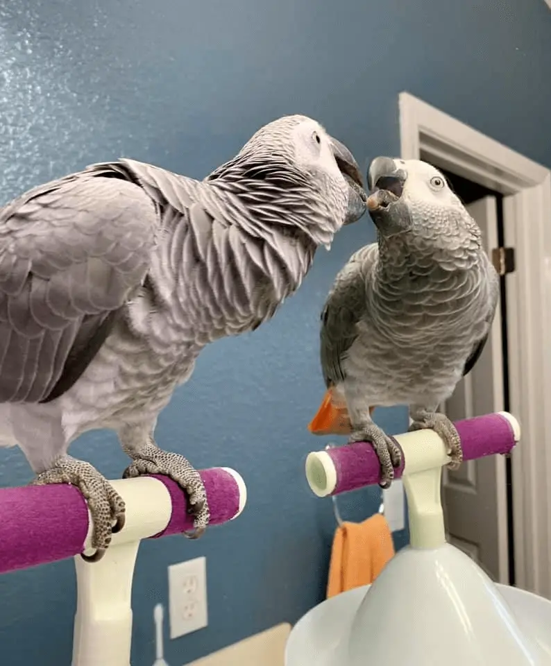 Congo and Timneh Parrot