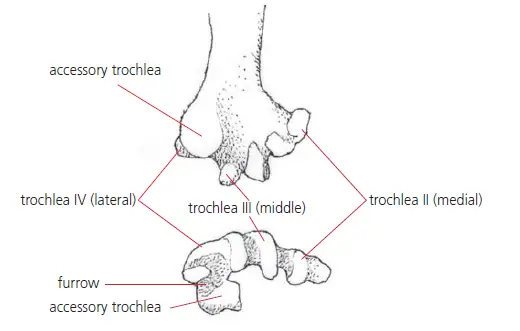 Distal end of the tarsometatarsus of a modern parrot