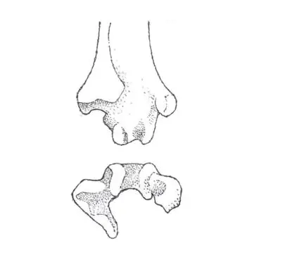 Distal tarsometatarsus of Pseudasturides