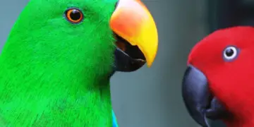 Eclectus Parrot