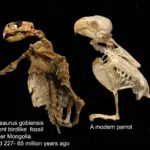 FOSSIL HISTORY OF PARROTS