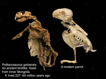 FOSSIL HISTORY OF PARROTS