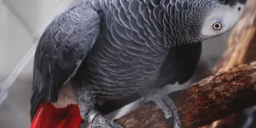 Healthy Signs of African Grey parrot