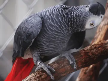 Healthy Signs of African Grey parrot