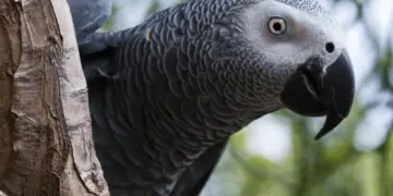 Healthy Signs of an African Grey