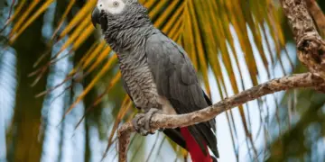 Healthy Signs of an Parrot African Grey