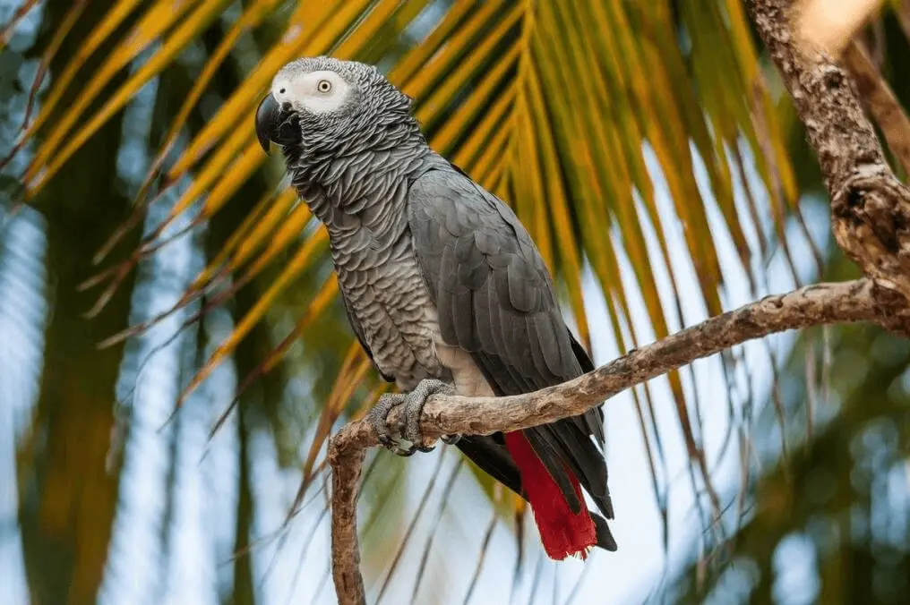 Healthy Signs of an Parrot African Grey