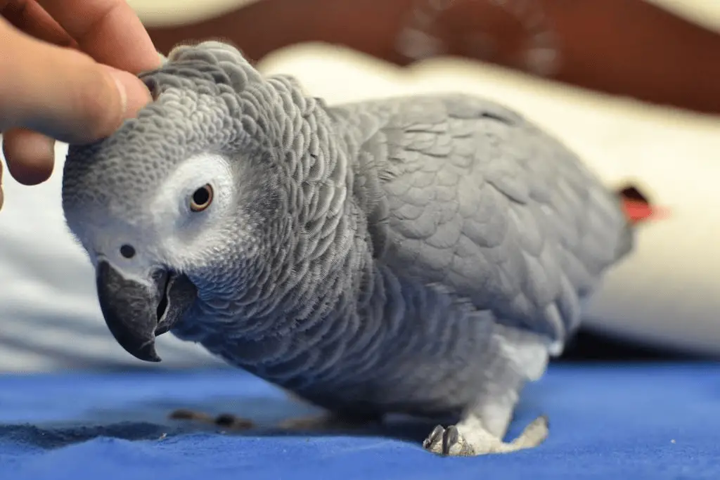 Parrot African Grey Biting