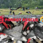 Parrot Rescue