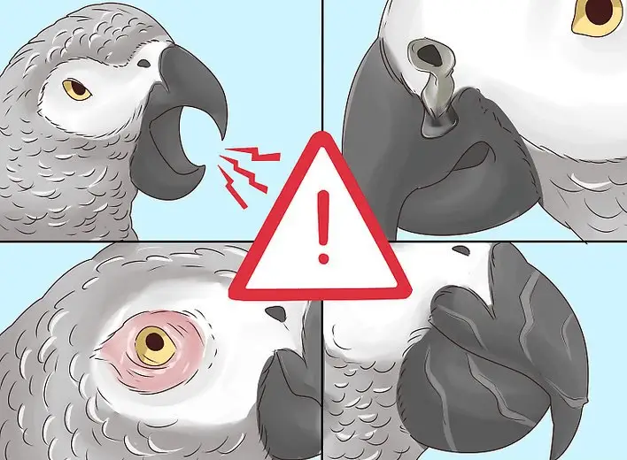 Signs of Possible Illness in an African Grey parrot