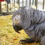 Signs of Possible Illness parrot African Grey