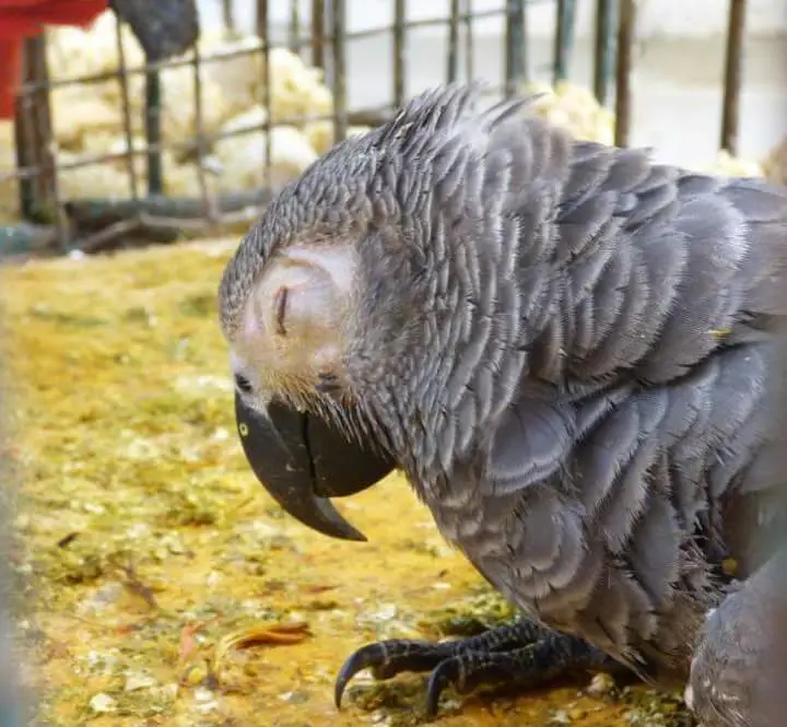 Signs of Possible Illness parrot African Grey