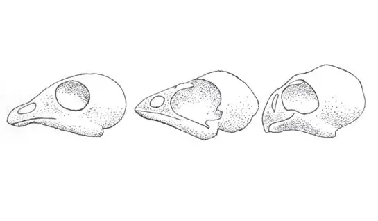 The first fossil parrot 