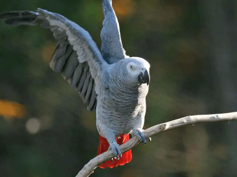 The Body Language Of African Grey Parrot African Grey Parrot 