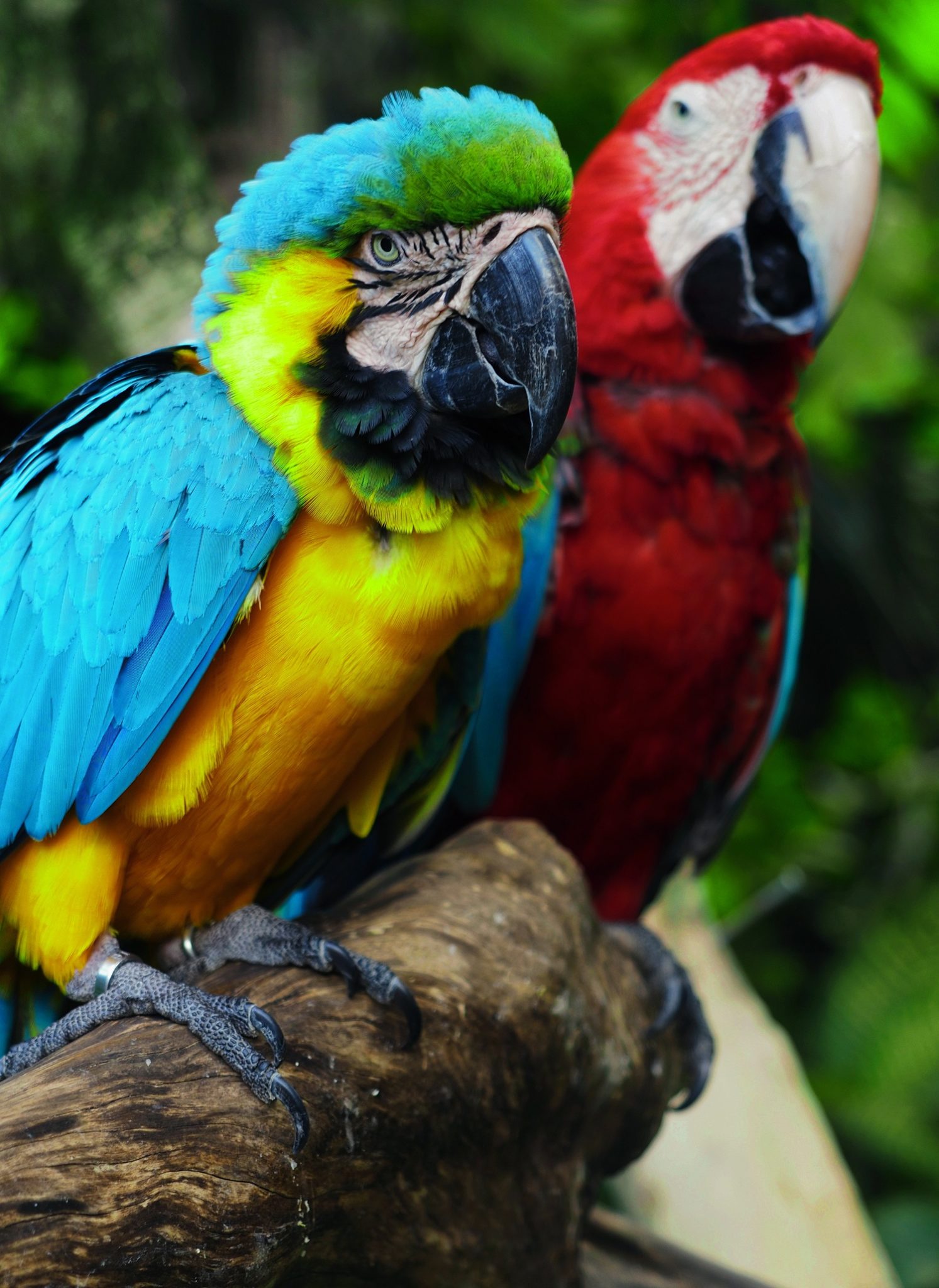 Talking Parrots 10 Best Talking Pet Parrot In The World