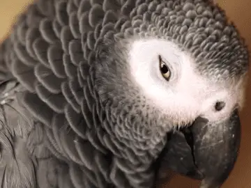body language of African Grey parrot and timneh
