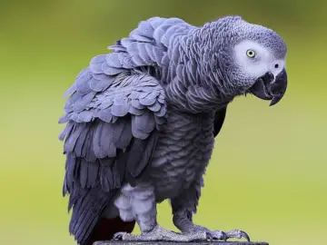 parrot African Grey Behavior