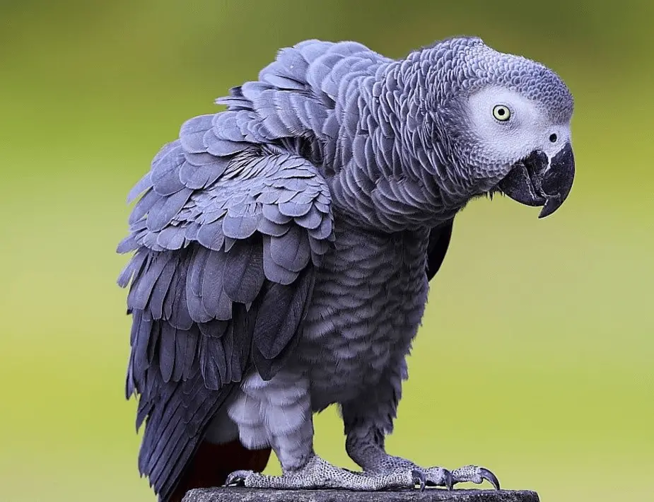 African Grey Parrot Behavior