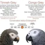 timneh grey vs congo grey