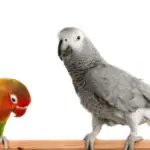Types of birds