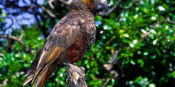 New Zealand Kaka-parrot