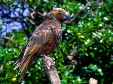 New Zealand Kaka-parrot