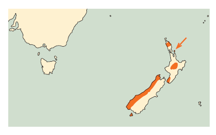 New Zealand Kaka