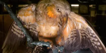 Norfolk Island Kaka parrot