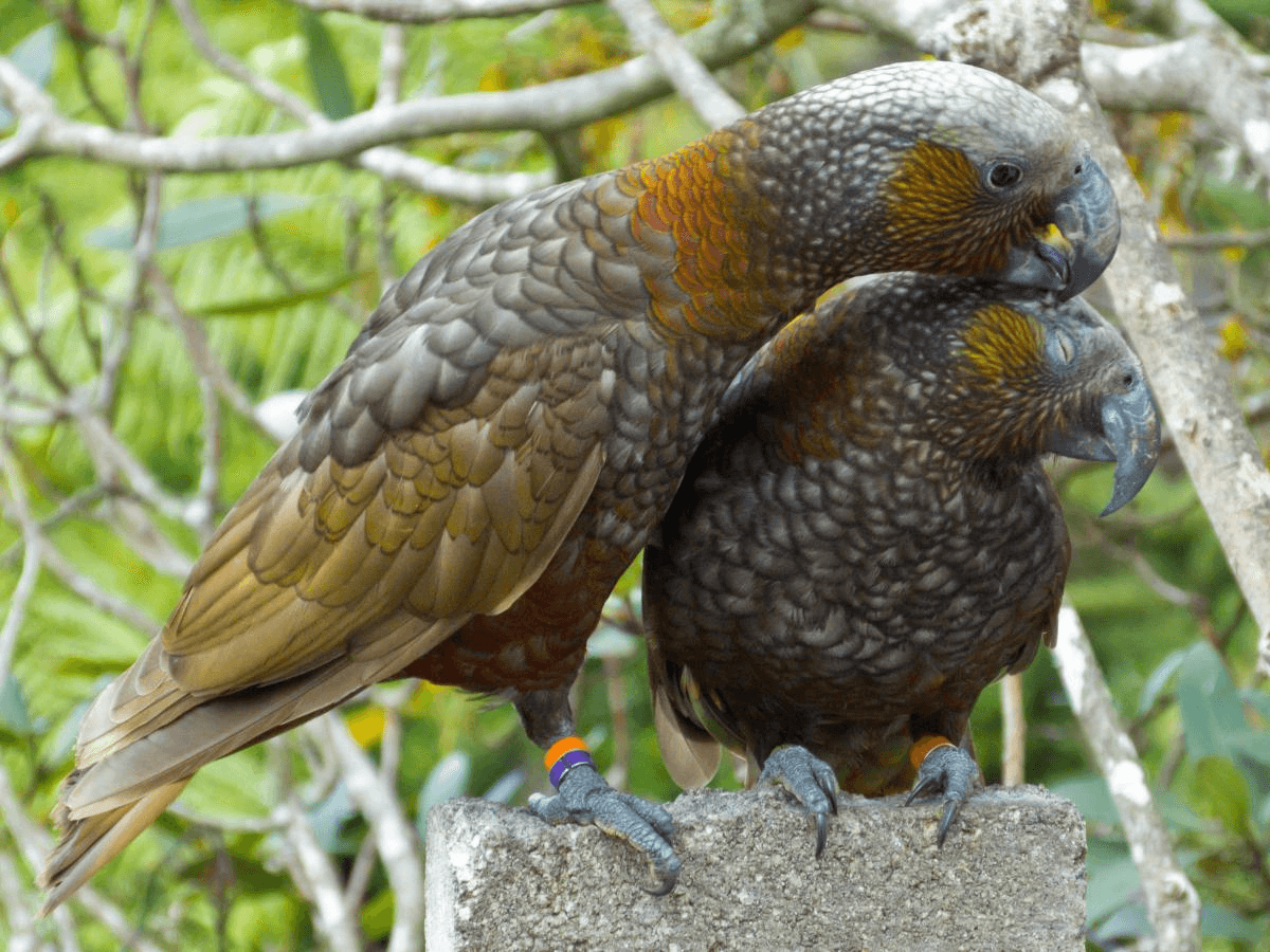 Parrot New Zealand Kaka Nestor meridionalis