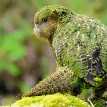 Parrot Quiz - The Ultimate Parrots Trainers Quizzes bird questions