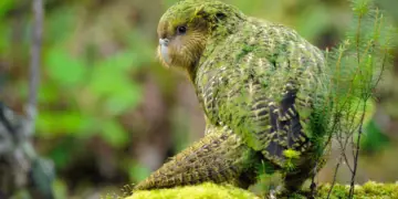 Kakapo owl Parrot