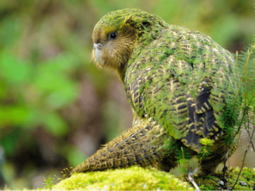Kakapo owl Parrot
