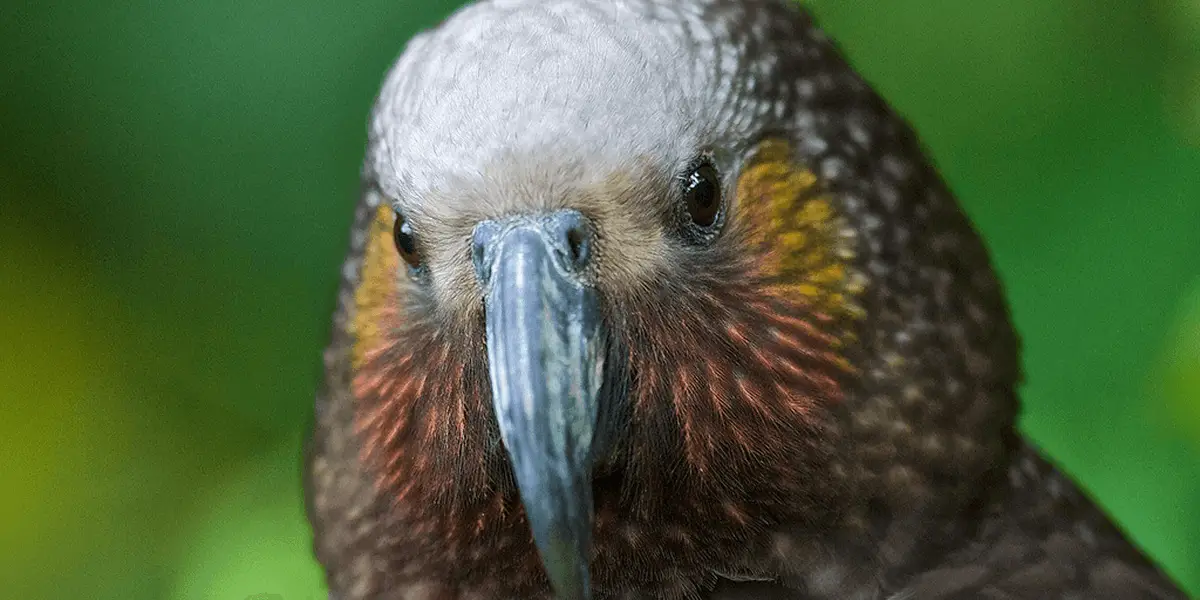 New Zealand Kaka parrot