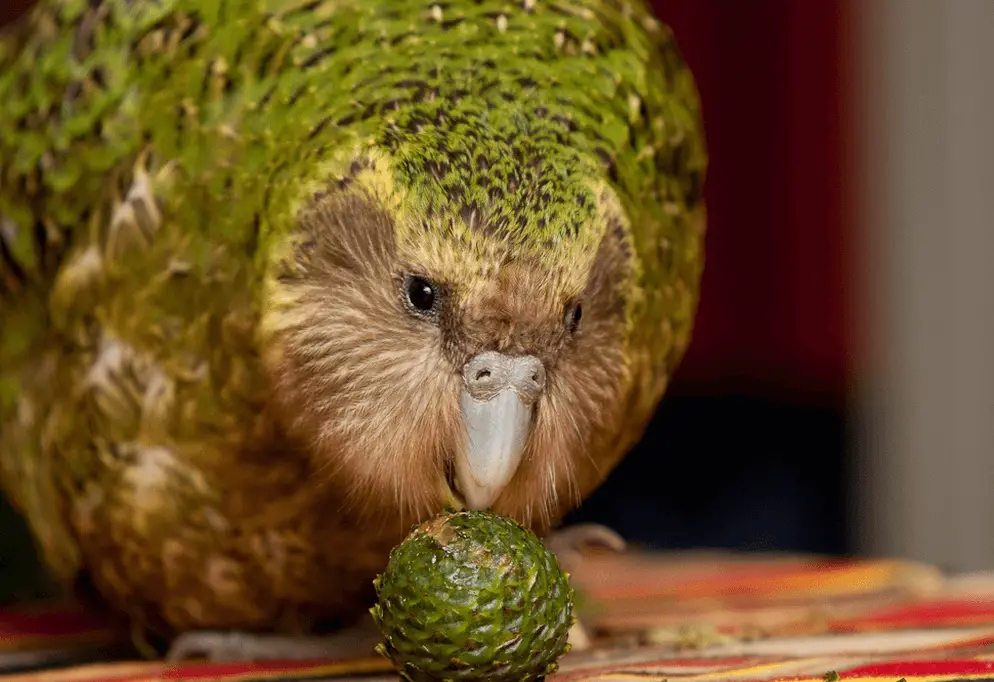 parrot kakapo