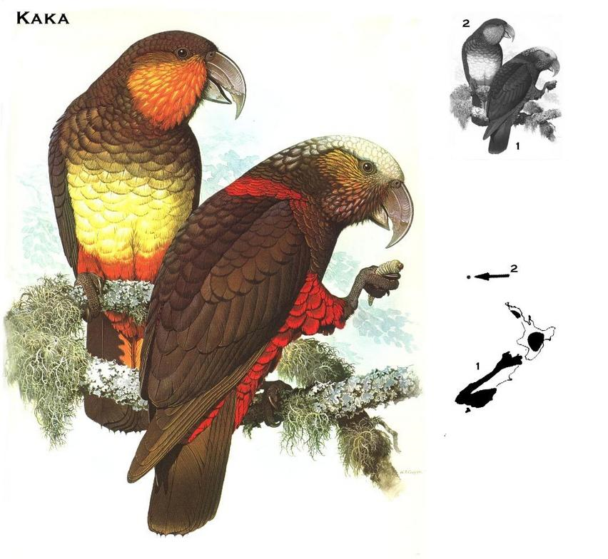 parrots Norfolk Island Kaka species