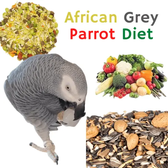 African Grey Parrot - Health Diet Personality Intelligence And Care