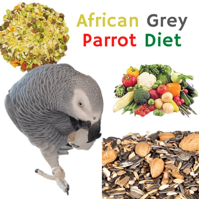 African Grey Parrot - Health Diet Personality Intelligence And Care