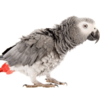 African Grey Parrot puff up