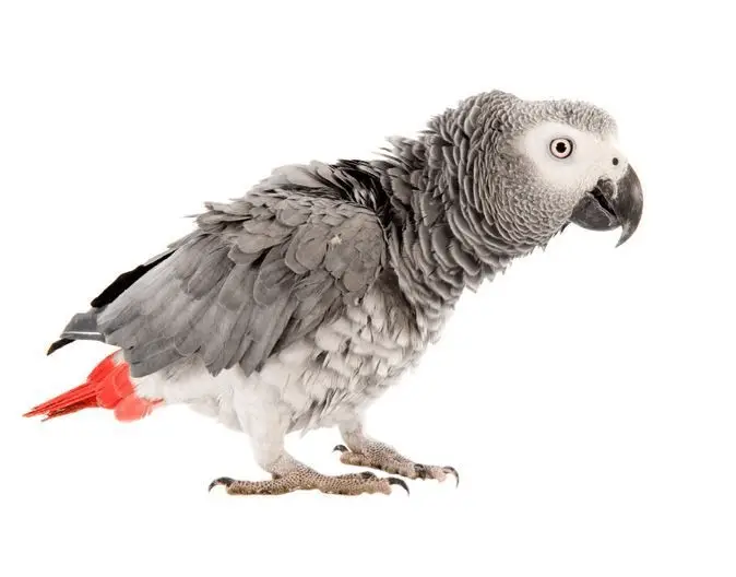 African Grey Parrot puff up