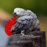 Tail African Grey