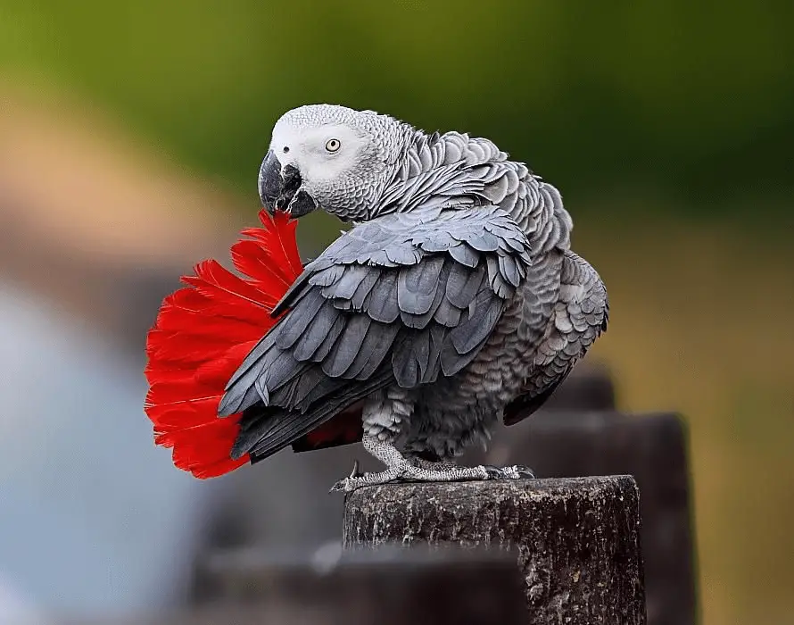 Tail African Grey