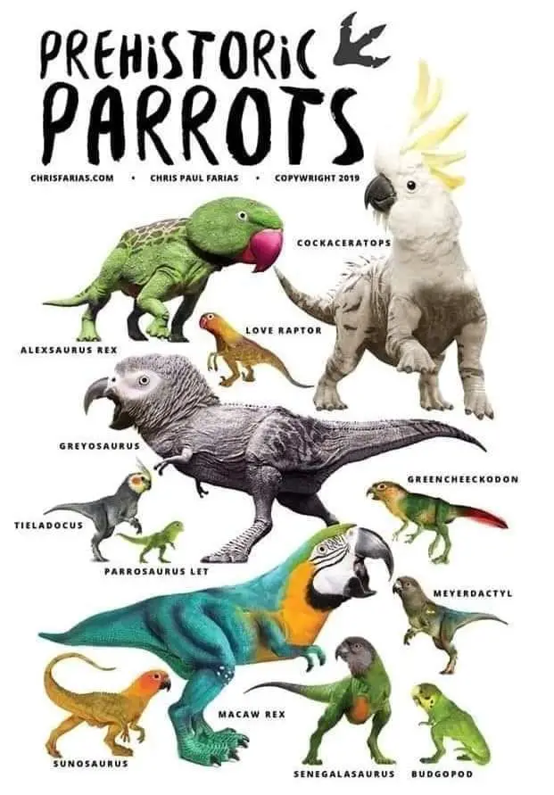 Collection of The weirdest parrots