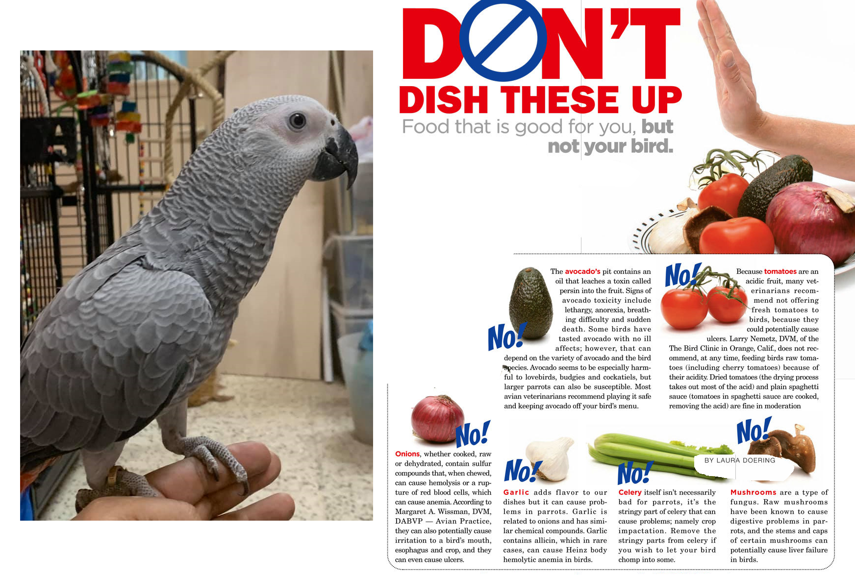 Toxic foods for parrots